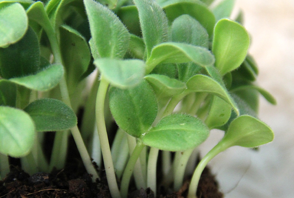1_borago.jpg