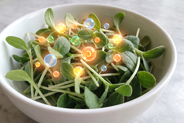 4_borago.jpg